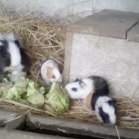 La Ferme Du Vincin Frühstückspension Vannes